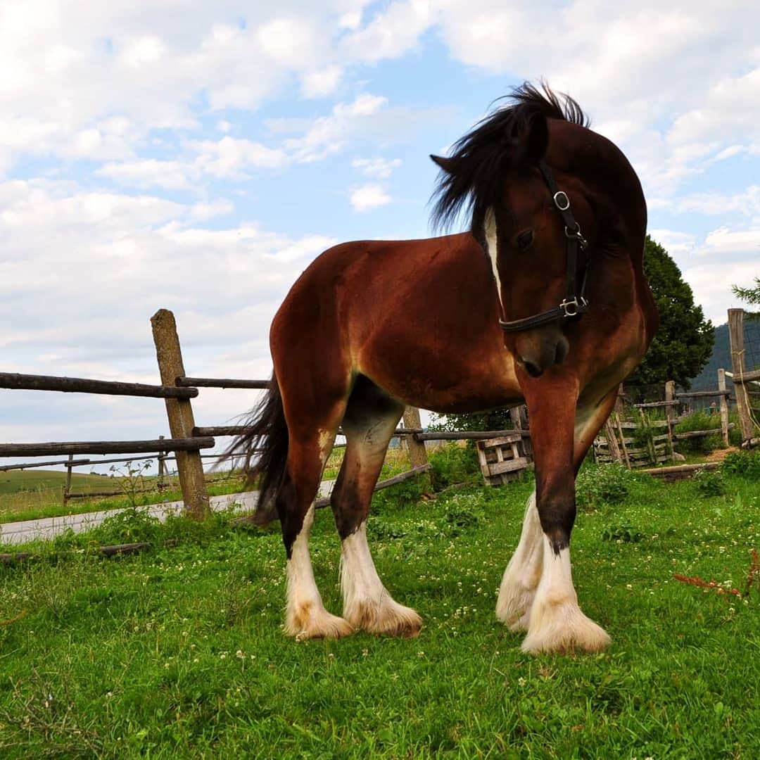 50,000+ Horses for Sale from Europe EquiRadar